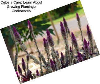 Celosia Care: Learn About Growing Flamingo Cockscomb