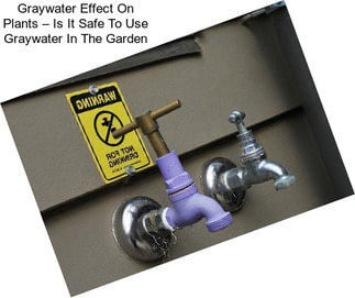 Graywater Effect On Plants – Is It Safe To Use Graywater In The Garden