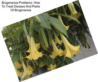 Brugmansia Problems: How To Treat Disease And Pests Of Brugmansia
