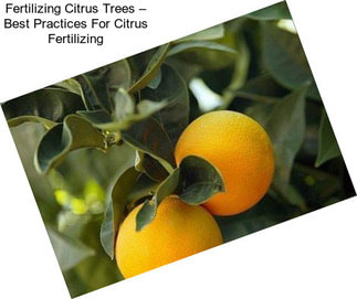 Fertilizing Citrus Trees – Best Practices For Citrus Fertilizing