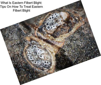 What Is Eastern Filbert Blight: Tips On How To Treat Eastern Filbert Blight