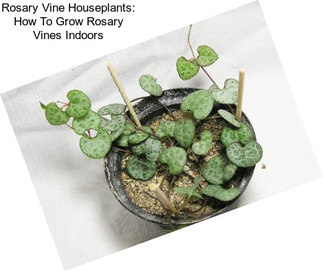 Rosary Vine Houseplants: How To Grow Rosary Vines Indoors