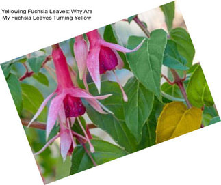 Yellowing Fuchsia Leaves: Why Are My Fuchsia Leaves Turning Yellow