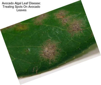 Avocado Algal Leaf Disease: Treating Spots On Avocado Leaves
