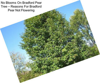 No Blooms On Bradford Pear Tree – Reasons For Bradford Pear Not Flowering