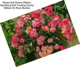 Roses And Downy Mildew: Identifying And Treating Downy Mildew On Rose Bushes