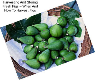 Harvesting And Storing Fresh Figs – When And How To Harvest Figs