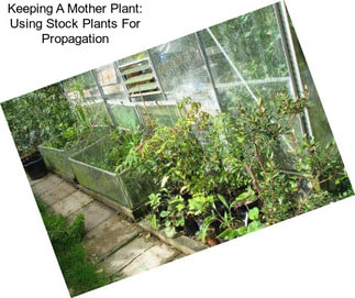 Keeping A Mother Plant: Using Stock Plants For Propagation