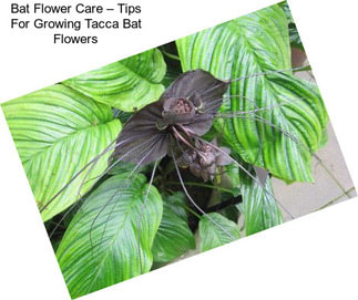 Bat Flower Care – Tips For Growing Tacca Bat Flowers