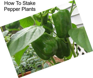 How To Stake Pepper Plants