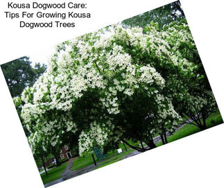 Kousa Dogwood Care: Tips For Growing Kousa Dogwood Trees