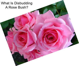 What Is Disbudding A Rose Bush?