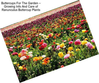 Buttercups For The Garden – Growing Info And Care of Ranunculus Buttercup Plants