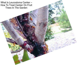 What Is Leucostoma Canker – How To Treat Canker On Fruit Trees In The Garden