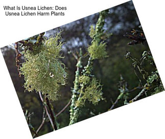 What Is Usnea Lichen: Does Usnea Lichen Harm Plants