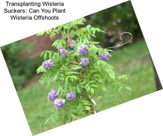 Transplanting Wisteria Suckers: Can You Plant Wisteria Offshoots