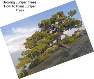 Growing Juniper Trees: How To Plant Juniper Trees