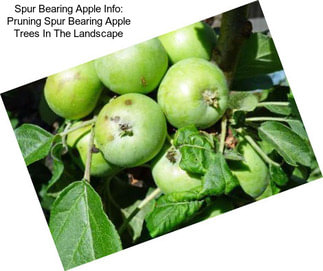 Spur Bearing Apple Info: Pruning Spur Bearing Apple Trees In The Landscape