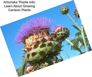 Artichoke Thistle Info: Learn About Growing Cardoon Plants