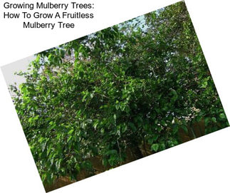 Growing Mulberry Trees: How To Grow A Fruitless Mulberry Tree