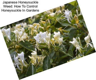 Japanese Honeysuckle Weed: How To Control Honeysuckle In Gardens