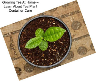 Growing Tea At Home – Learn About Tea Plant Container Care