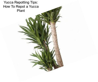 Yucca Repotting Tips: How To Repot a Yucca Plant