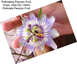 Pollinating Passion Fruit Vines: How Do I Hand Pollinate Passion Fruit
