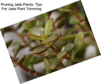 Pruning Jade Plants: Tips For Jade Plant Trimming