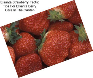 Elsanta Strawberry Facts: Tips For Elsanta Berry Care In The Garden