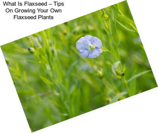 What Is Flaxseed – Tips On Growing Your Own Flaxseed Plants