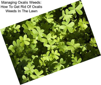 Managing Oxalis Weeds: How To Get Rid Of Oxalis Weeds In The Lawn