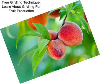 Tree Girdling Technique: Learn About Girdling For Fruit Production