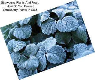 Strawberry Plants And Frost: How Do You Protect Strawberry Plants In Cold