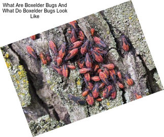 What Are Boxelder Bugs And What Do Boxelder Bugs Look Like