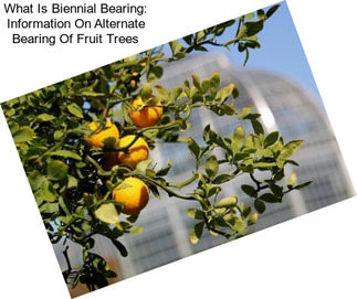 What Is Biennial Bearing: Information On Alternate Bearing Of Fruit Trees