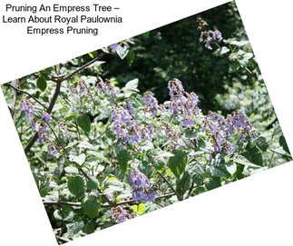 Pruning An Empress Tree – Learn About Royal Paulownia Empress Pruning