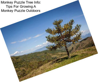 Monkey Puzzle Tree Info: Tips For Growing A Monkey Puzzle Outdoors