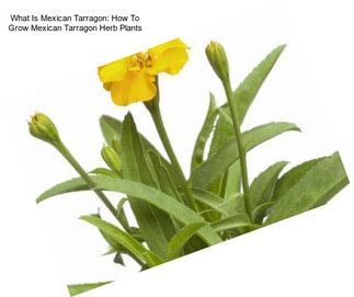 What Is Mexican Tarragon: How To Grow Mexican Tarragon Herb Plants