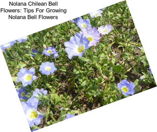 Nolana Chilean Bell Flowers: Tips For Growing Nolana Bell Flowers