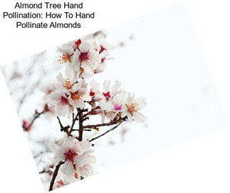 Almond Tree Hand Pollination: How To Hand Pollinate Almonds