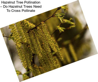 Hazelnut Tree Pollination – Do Hazelnut Trees Need To Cross Pollinate