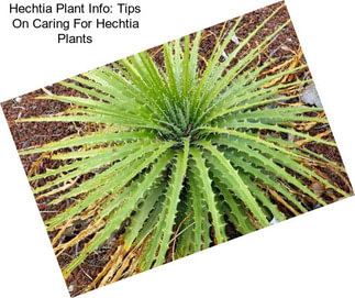 Hechtia Plant Info: Tips On Caring For Hechtia Plants