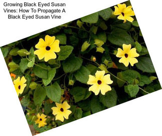 Growing Black Eyed Susan Vines: How To Propagate A Black Eyed Susan Vine