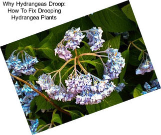 Why Hydrangeas Droop: How To Fix Drooping Hydrangea Plants