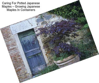 Caring For Potted Japanese Maples – Growing Japanese Maples In Containers