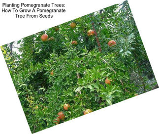 Planting Pomegranate Trees: How To Grow A Pomegranate Tree From Seeds