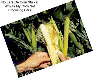 No Ears On Corn Stalks: Why Is My Corn Not Producing Ears