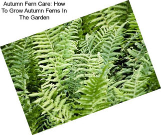 Autumn Fern Care: How To Grow Autumn Ferns In The Garden