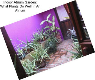 Indoor Atrium Garden: What Plants Do Well In An Atrium
